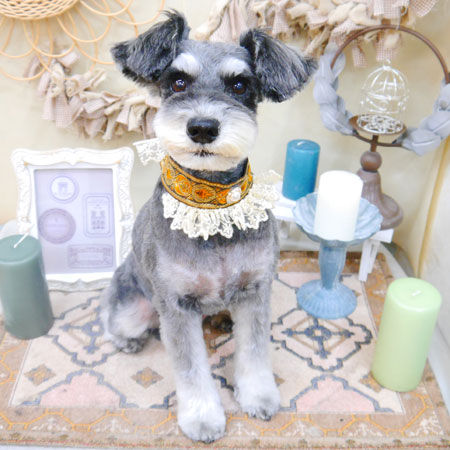 【池下店】2022年4月2日のワンちゃん達♪