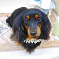 【池下店】2022年4月3日のワンちゃん達♪