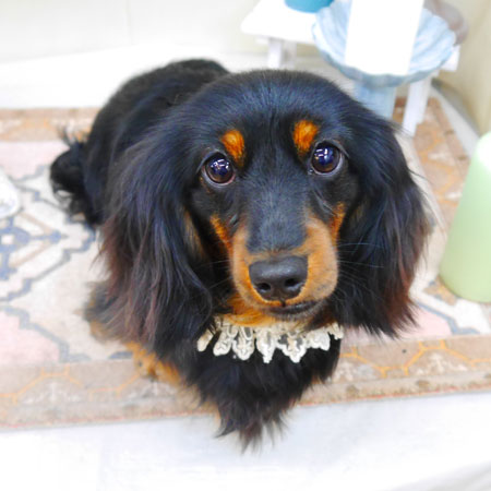 【池下店】2022年4月3日のワンちゃん達♪