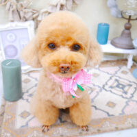 【池下店】2022年4月4日のワンちゃん達♪