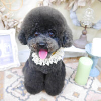 【池下店】2022年4月7日のワンちゃん達♪