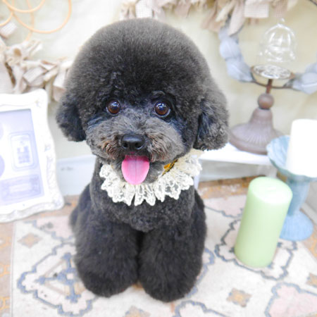 【池下店】2022年4月7日のワンちゃん達♪