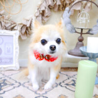 【池下店】2022年4月8日のワンちゃん達♪