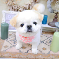 【池下店】2022年4月9日のワンちゃん達♪