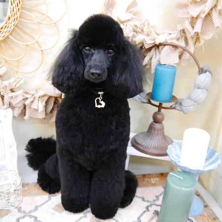 【池下店】2022年4月10日のワンちゃん達♪