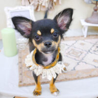 【池下店】2022年4月11日のワンちゃん達♪