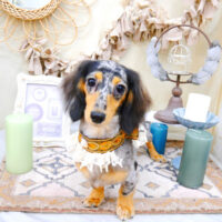 【池下店】2022年4月14日のワンちゃん達♪