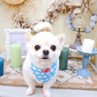 【池下店】2022年4月15日のワンちゃん達♪