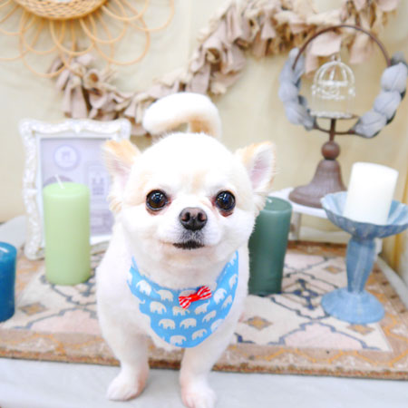 【池下店】2022年4月15日のワンちゃん達♪