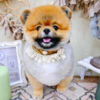 【池下店】2022年4月16日のワンちゃん達♪