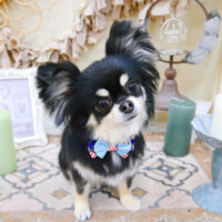 【池下店】2022年4月17日のワンちゃん達♪