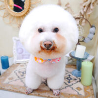 【池下店】2022年4月18日のワンちゃん達♪