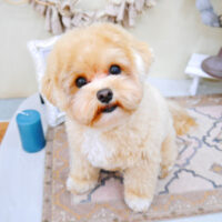 【池下店】2022年4月21日のワンちゃん達♪