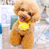 【池下店】2022年4月22日のワンちゃん達♪