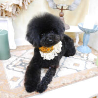 【池下店】2022年4月23日のワンちゃん達♪