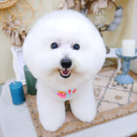 【池下店】2022年4月24日のワンちゃん達♪