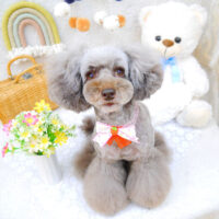 【池下店】2022年4月25日のワンちゃん達♪