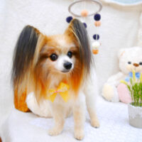 【池下店】2022年4月27日のワンちゃん達♪