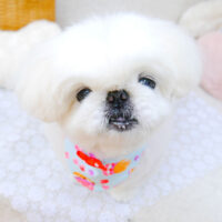 【池下店】2022年4月28日のワンちゃん達♪