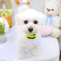 【池下店】2022年4月29日のワンちゃん達♪