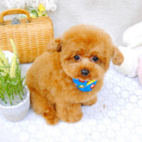 【池下店】2022年4月30日のワンちゃん達♪