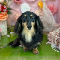 【本店】2022年4月21日のワンちゃん達♪