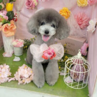 【本店】2022年4月27日のワンちゃん達♪