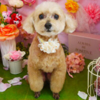 【本店】2022年4月17日のワンちゃん達♪