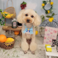 【本店】2022年5月23日のワンちゃん達♪