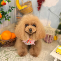 【本店】2022年5月12日のワンちゃん達♪