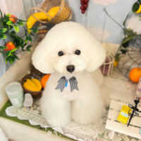 【本店】2022年5月14日のワンちゃん達♪