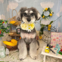 【本店】2022年5月16日のワンちゃん達♪