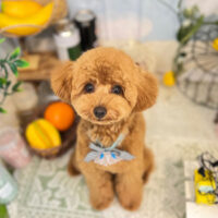 【本店】2022年5月22日のワンちゃん達♪