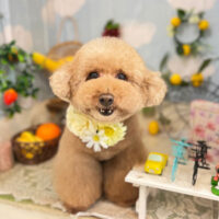 【本店】2022年5月26日のワンちゃん達♪