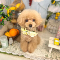 【本店】2022年5月15日のワンちゃん達♪