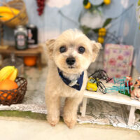 【本店】2022年5月20日のワンちゃん達♪