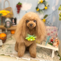 【本店】2022年5月21日のワンちゃん達♪