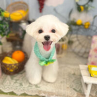 【本店】2022年5月27日のワンちゃん達♪