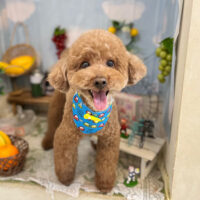 【本店】2022年5月28日のワンちゃん達♪