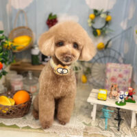 【本店】2022年5月29日のワンちゃん達♪