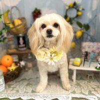 【本店】2022年5月1日のワンちゃん達♪