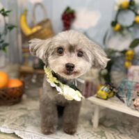 【本店】2022年5月9日のワンちゃん達♪