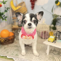 【本店】2022年5月13日のワンちゃん達♪