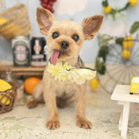 【本店】2022年5月19日のワンちゃん達♪