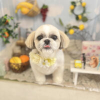 【本店】2022年5月25日のワンちゃん達♪