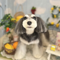 【本店】2022年5月30日のワンちゃん達♪