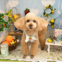 【本店】2022年5月6日のワンちゃん達♪