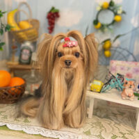 【本店】2022年5月7日のワンちゃん達♪