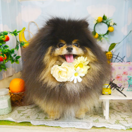 【本店】2022年5月8日のワンちゃん達♪