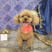 【山手店】2022年5月15日のワンちゃん達♪